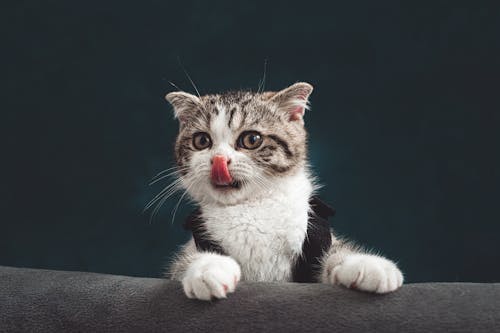 Free Close-Up Shot of a Cute Tabby Kitten Stock Photo