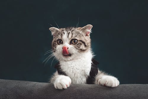 Close-Up Shot of a Cute Tabby Kitten