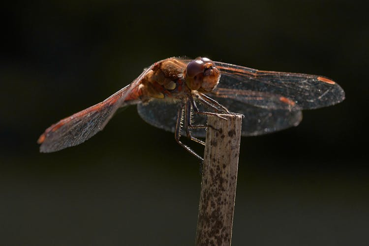 Macro Shot Of A Common Darter Dragonfly