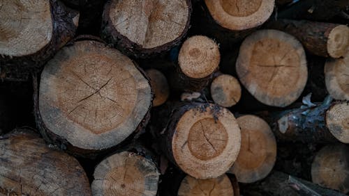 Free Close-Up Shot of a Pile of Tree Logs Stock Photo