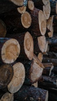Vertical shot of stacked timber logs, showcasing natural textures and patterns.