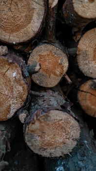 Detailed view of stacked tree logs, highlighting natural texture and patterns.