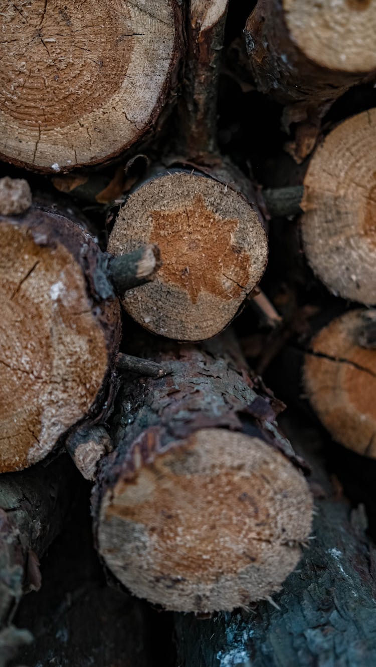 Close Up Of Stacked Logs