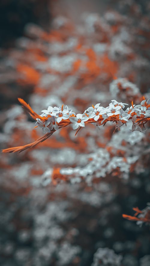 Безкоштовне стокове фото на тему «білі квіти, вертикальні постріл, Вибірковий фокус» стокове фото