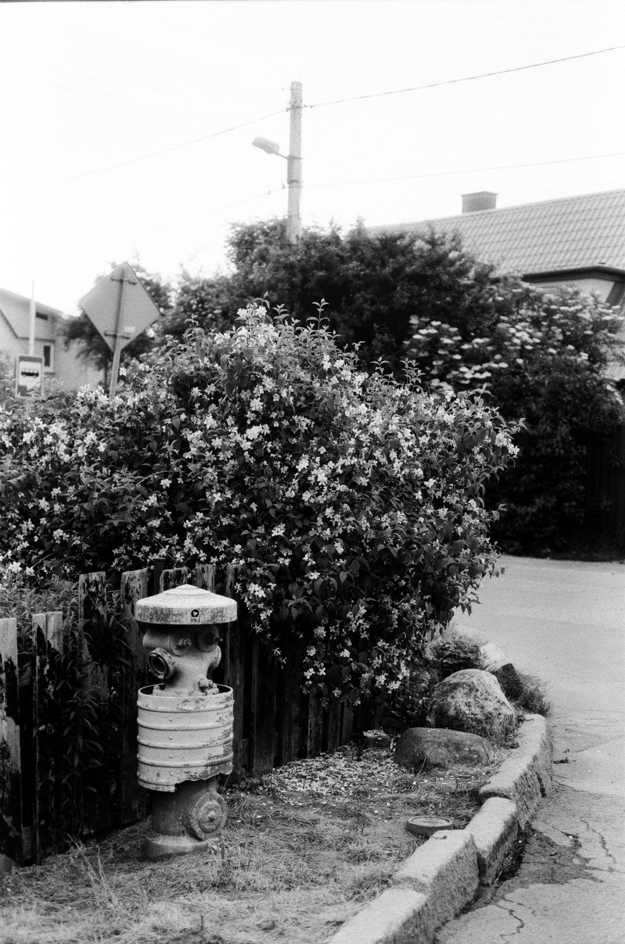 Free Black and white photo of a fire hydrant and flowering bush on a quiet street corner. Stock Photo