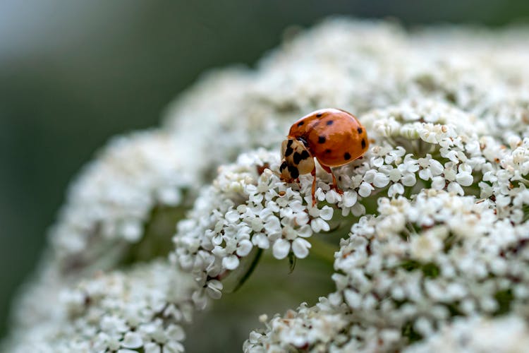 Close-Up Shot Of A Seven-Spot Ladybird On White Flowers