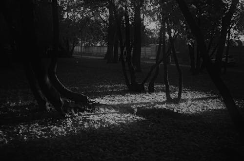 Grayscale Photo of Trees in the Park