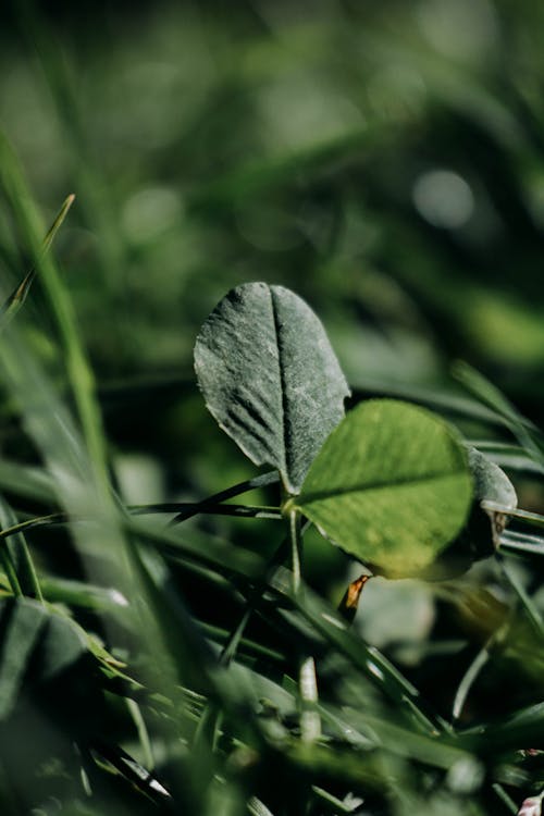 Základová fotografie zdarma na téma botanický, detail, příroda