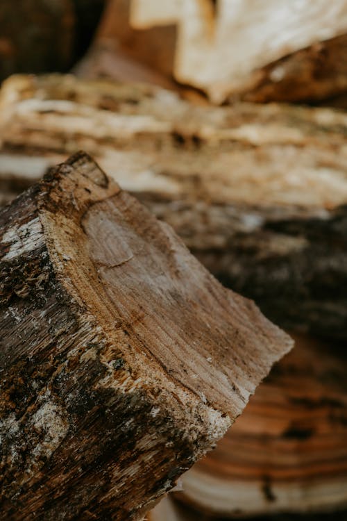 Free Bark on Tree Log  Stock Photo