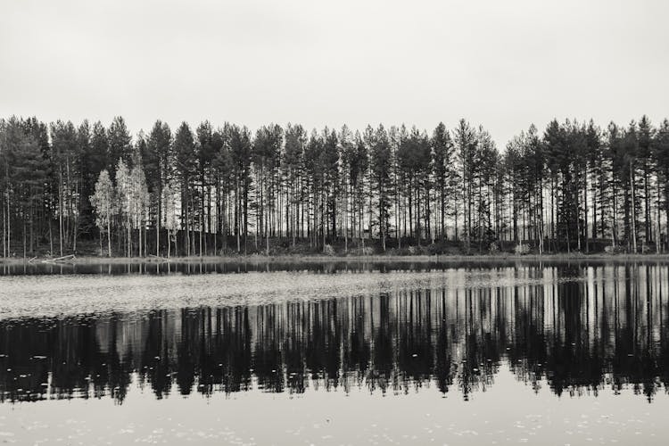 A Row Of Trees Reflected On A Lake