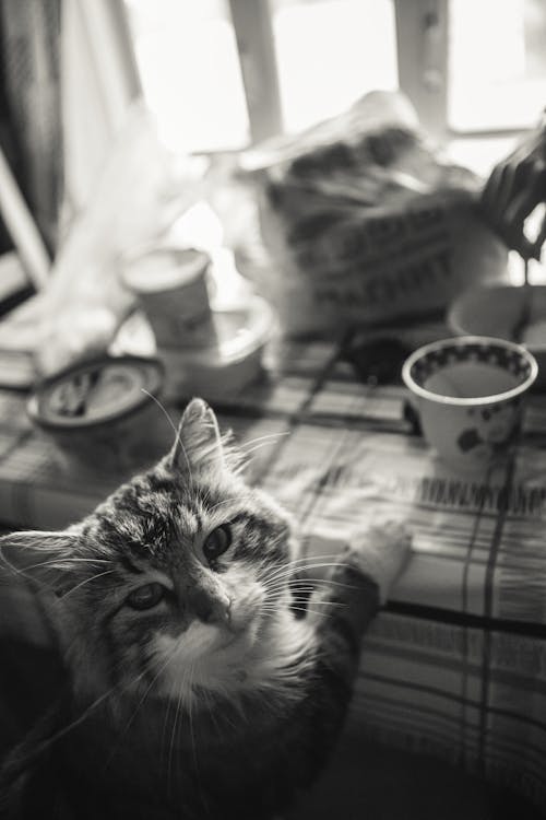 Free Cat in Domestic Kitchen  Stock Photo