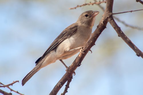 Close-Up Shot of a Bird Perched on a Branch