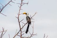 A Southern Yellow-Billed Hornbill Perched on a Tree Branch