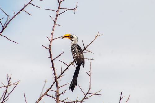 Free A yellow-billed hornbill perched on a thorny branch in the wild, showcasing its unique features. Stock Photo