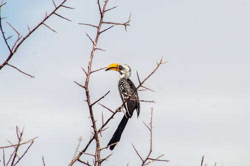 A Southern Yellow-Billed Hornbill Perched on a Tree Branch