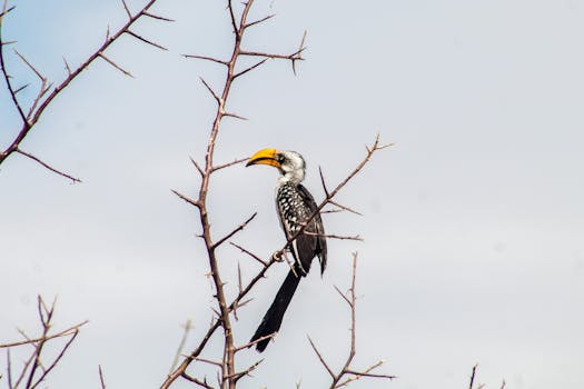 Yellow-billed hornbill perched elegantly on a thorny branch against a clear sky.