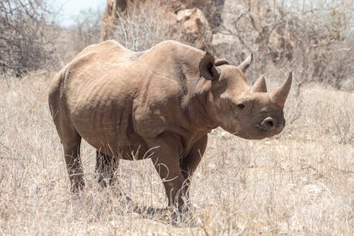 Photos gratuites de animal, espèces en voie d'extinction, faune