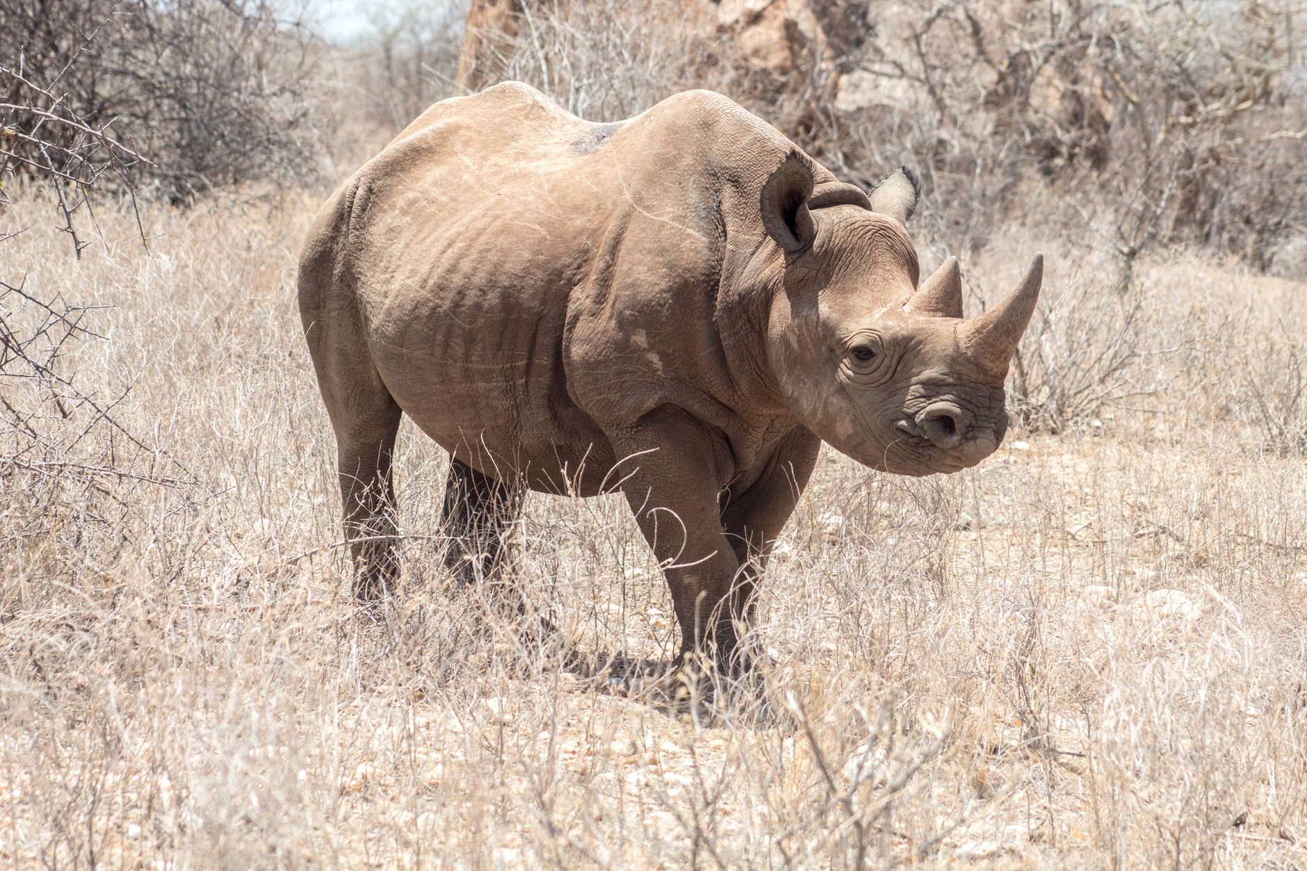 A solitary black rhinoceros stands in a dry, grassy field showcasing its distinctive horn and rugged skin.
