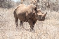 A Rhinoceros on a Grassy Field