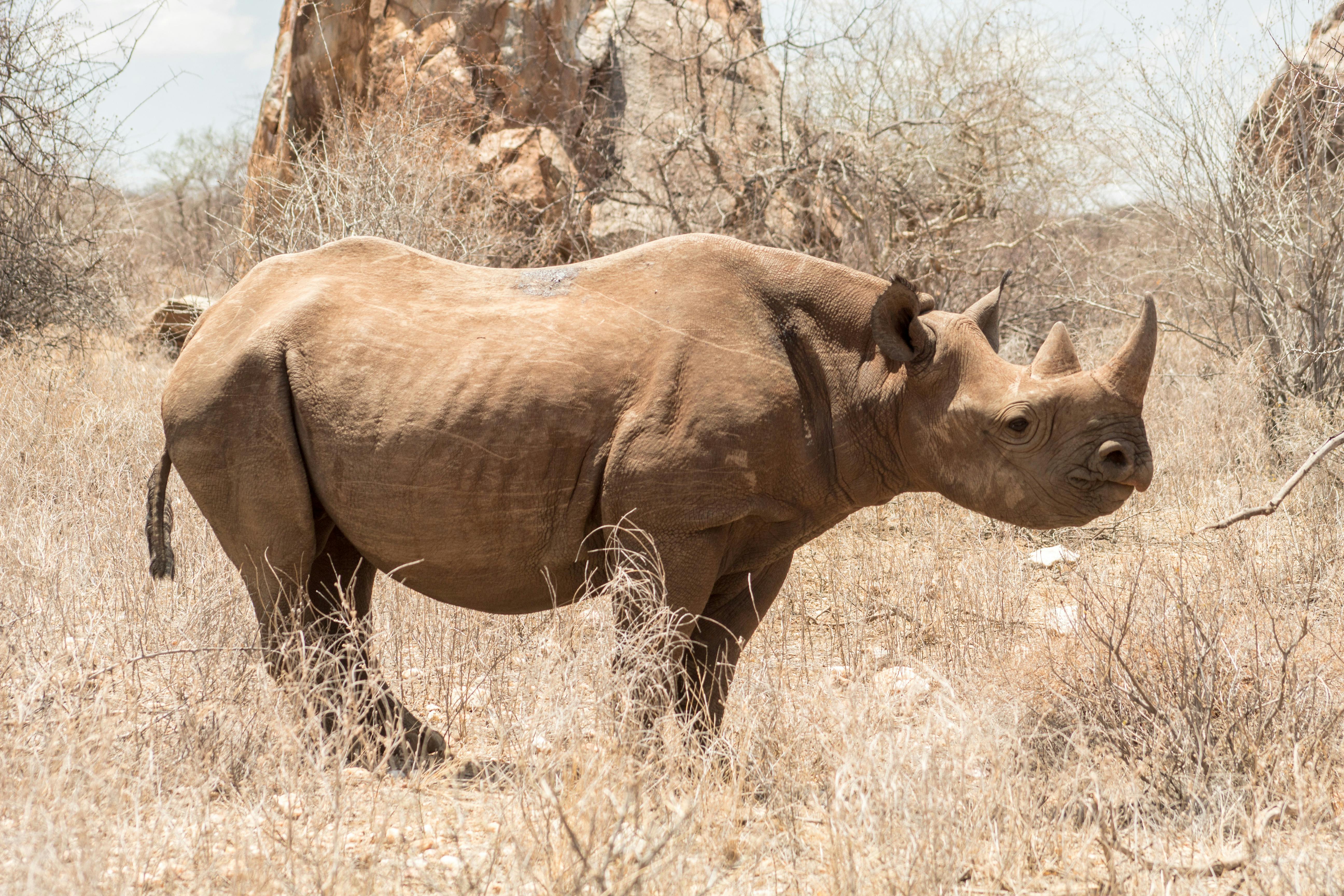 Gratuit Photos gratuites de afrique, animal à cornes, animal sauvage Photos