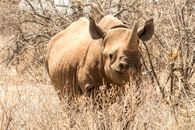 A Rhinoceros on a Grassy Field