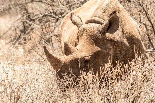 Black rhinoceros grazing in its natural habitat, showcasing wildlife conservation and diversity.