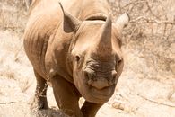 A Rhinoceros on a Grassy Field