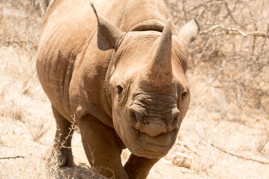 A detailed close-up of an African black rhinoceros, showcasing its horn and rugged texture in a natural setting.