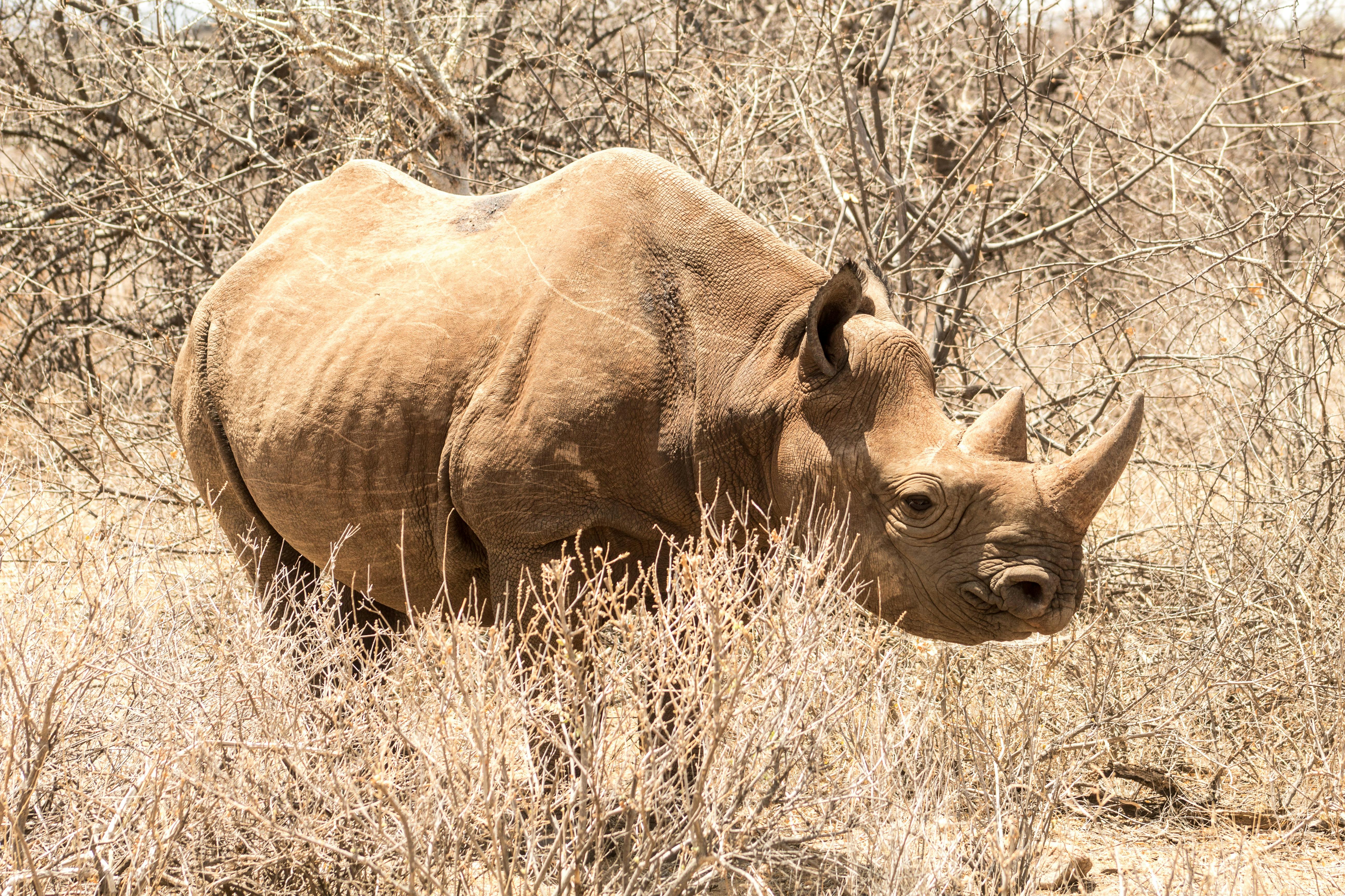 Gratuit Photos gratuites de afrique, animal, animal à cornes Photos