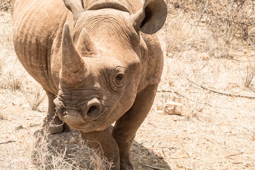 Photos gratuites de animal, espèces en voie d'extinction, faune