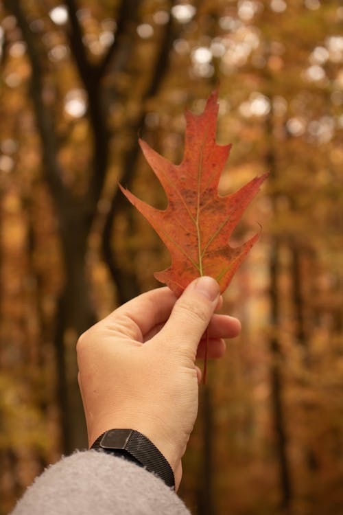 Close-Up Shot of Person Holding a Maple Leaf