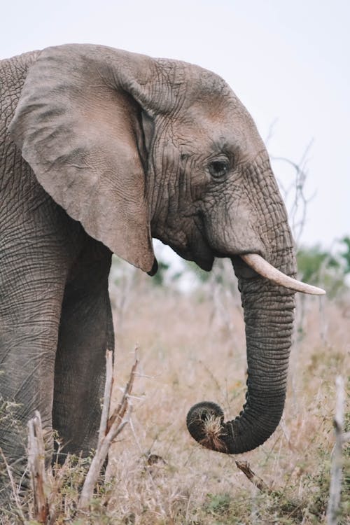 Imagine de stoc gratuită din animal, elefant, fotografie cu animale sălbatice