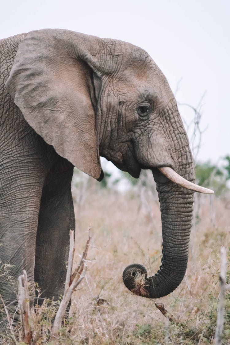 Big Elephant On The Grass