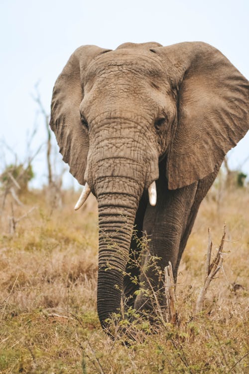 Imagine de stoc gratuită din animal, elefant, fotografie cu animale sălbatice