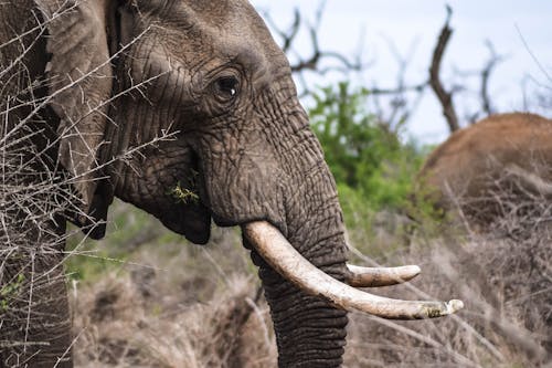 Close-Up Shot of an Elephant 