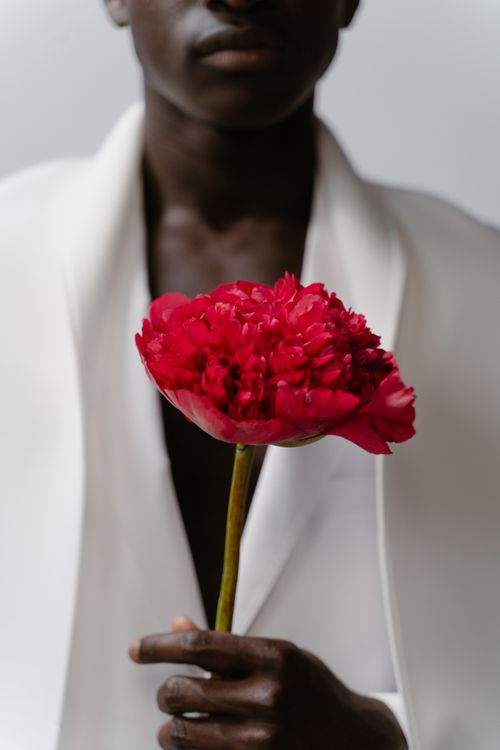 Free A person in a white suit elegantly holding a vibrant red peony against a soft background. Stock Photo