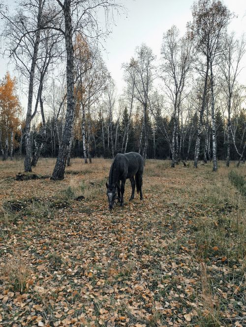 Free A black horse grazing in a serene autumn birch forest setting, showcasing nature's tranquility. Stock Photo