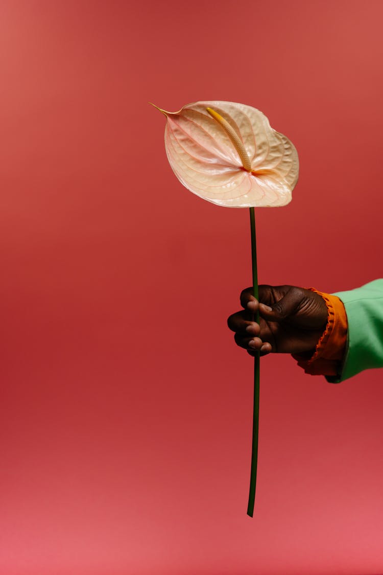 Holding Pink Anthurium Flower