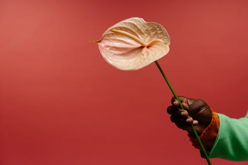 A Person Holding Pink Flower