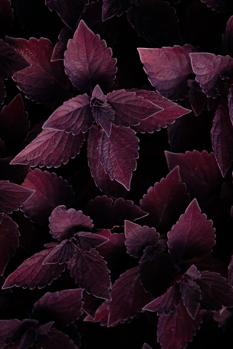 Purple Coleus Plant