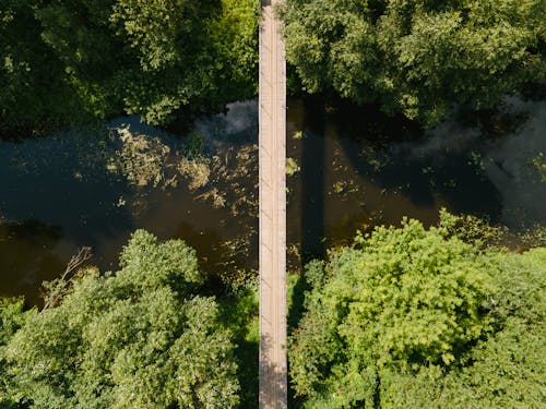 Darmowe zdjęcie z galerii z drzewa, fotografia lotnicza, las