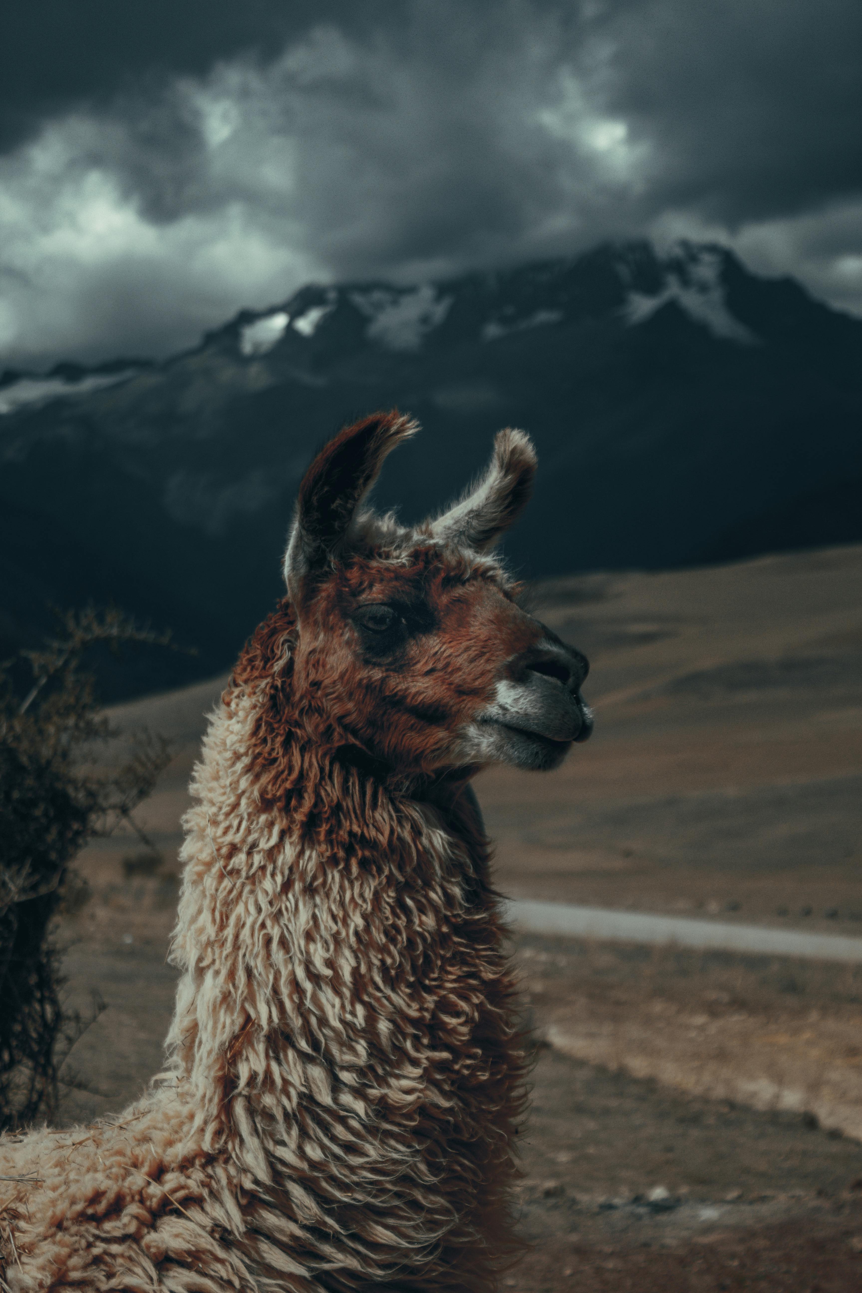 Fortnite Llama 4K Wallpaper #3.461