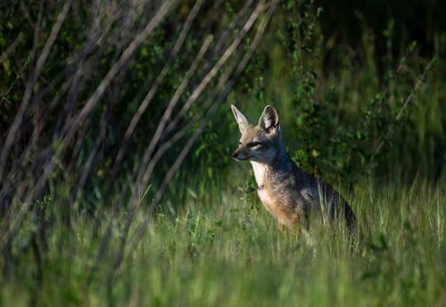 A Brown Fox on the Grassy Field