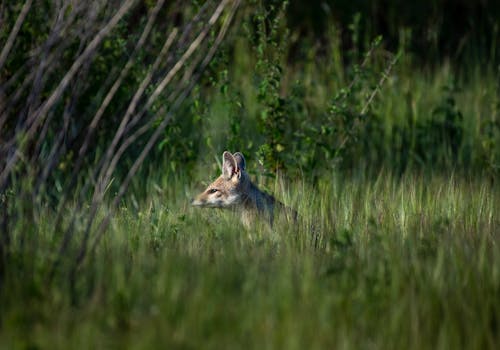 A Brown Fox on the Grassy Field