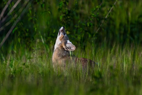 A Brown Fox Howling