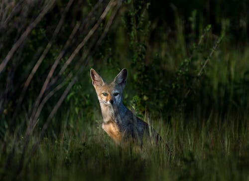 A Brown Fox on the Grassy Field