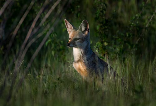 A Brown Fox on the Grassy Field