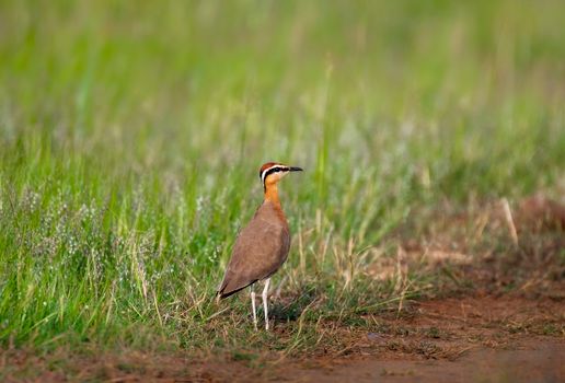 A Eurasian Dotterel on a Grassy Field