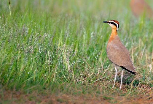 A Eurasian Dotterel on a Grassy Field