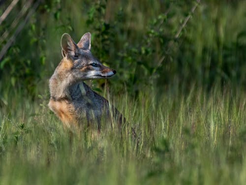 A Brown Fox on the Grassy Field